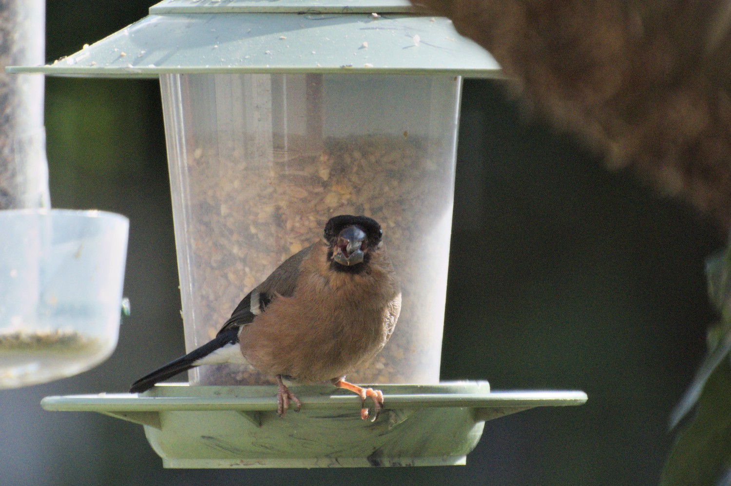 livebirdspoland_ed9cacdfc0de4cc53de92670b47f4989.jpg