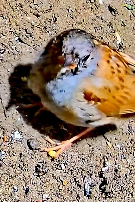 livebirdspoland_b3b0961bf91076c681e9175ea7617535.jpg