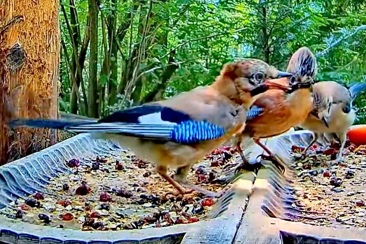 livebirdspoland_db82a7e297a2147656ea7a68d033dc98.jpg