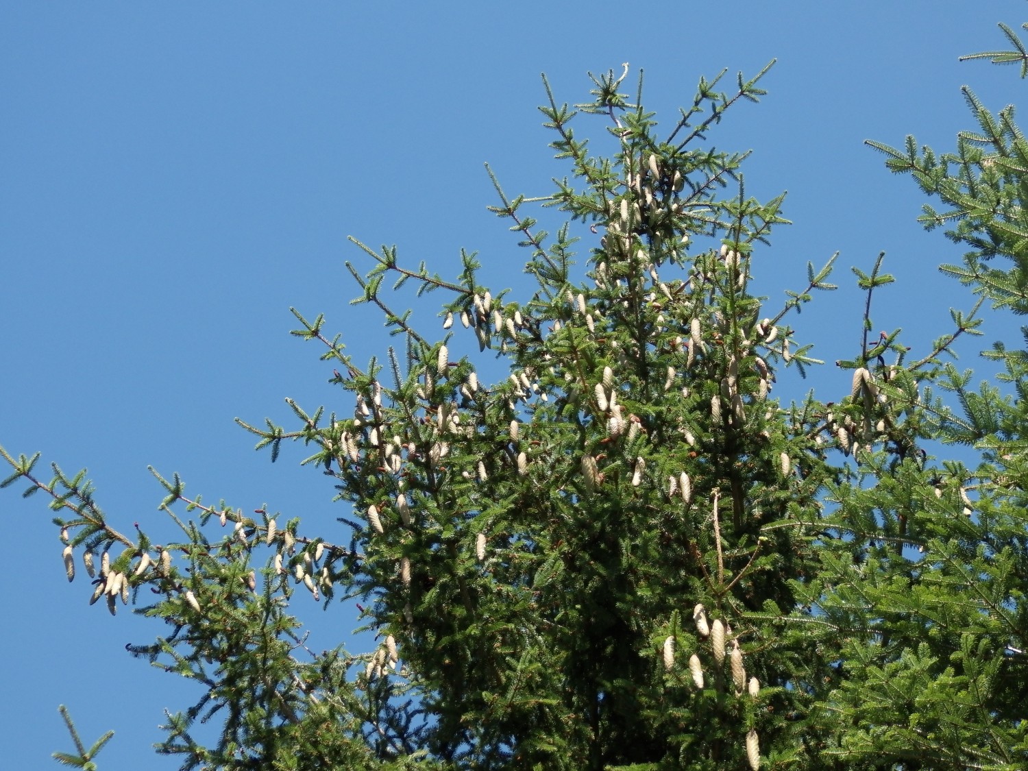 livebirdspoland_38a0590444be8d75e9c45f12ca40650c.jpg
