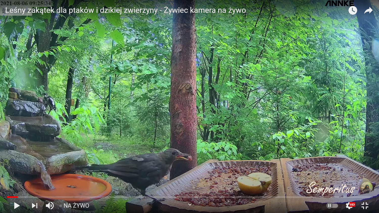 livebirdspoland_25142d9359952885c7963f72306882e8.png