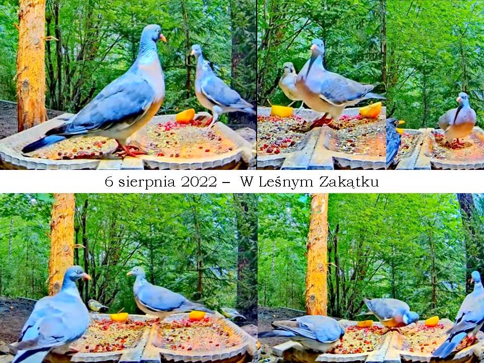 livebirdspoland_4bb12d1561ae2d876e2e837671146a84.jpg