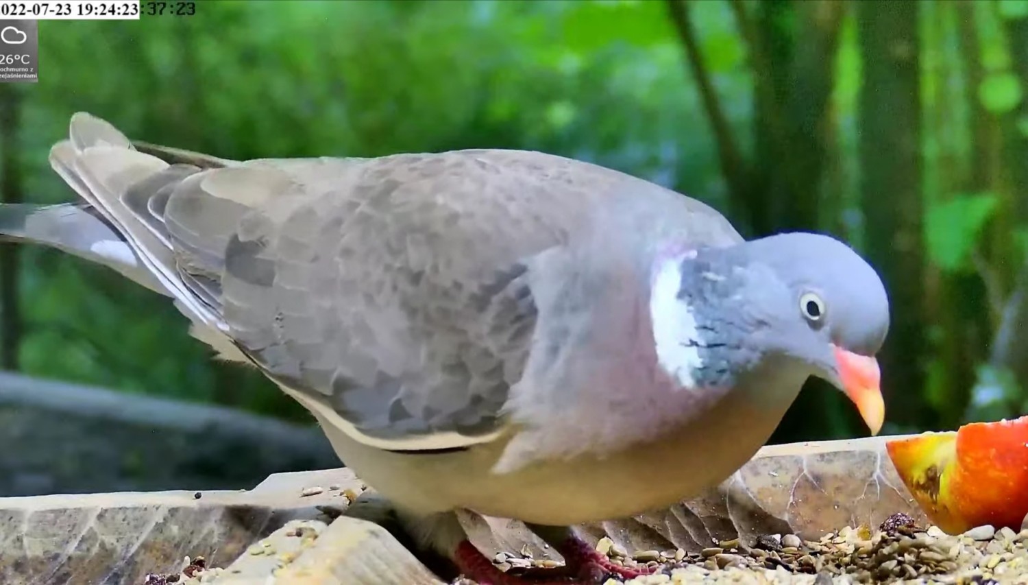 livebirdspoland_c13c855c8404217fd09e7fe1072015d8.jpg