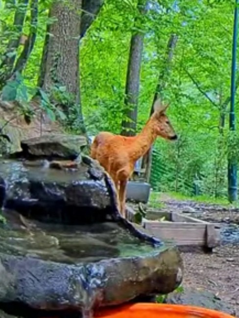 livebirdspoland_dc8804cd307daea2f82b8403aa5a708d.jpg