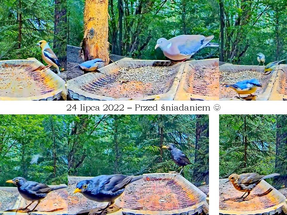 livebirdspoland_11bfda8442e1aca7e94e80fc8926066f.jpg