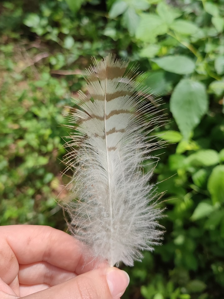livebirdspoland_4812f9c32a9d14f488757e329c44f5a5.png