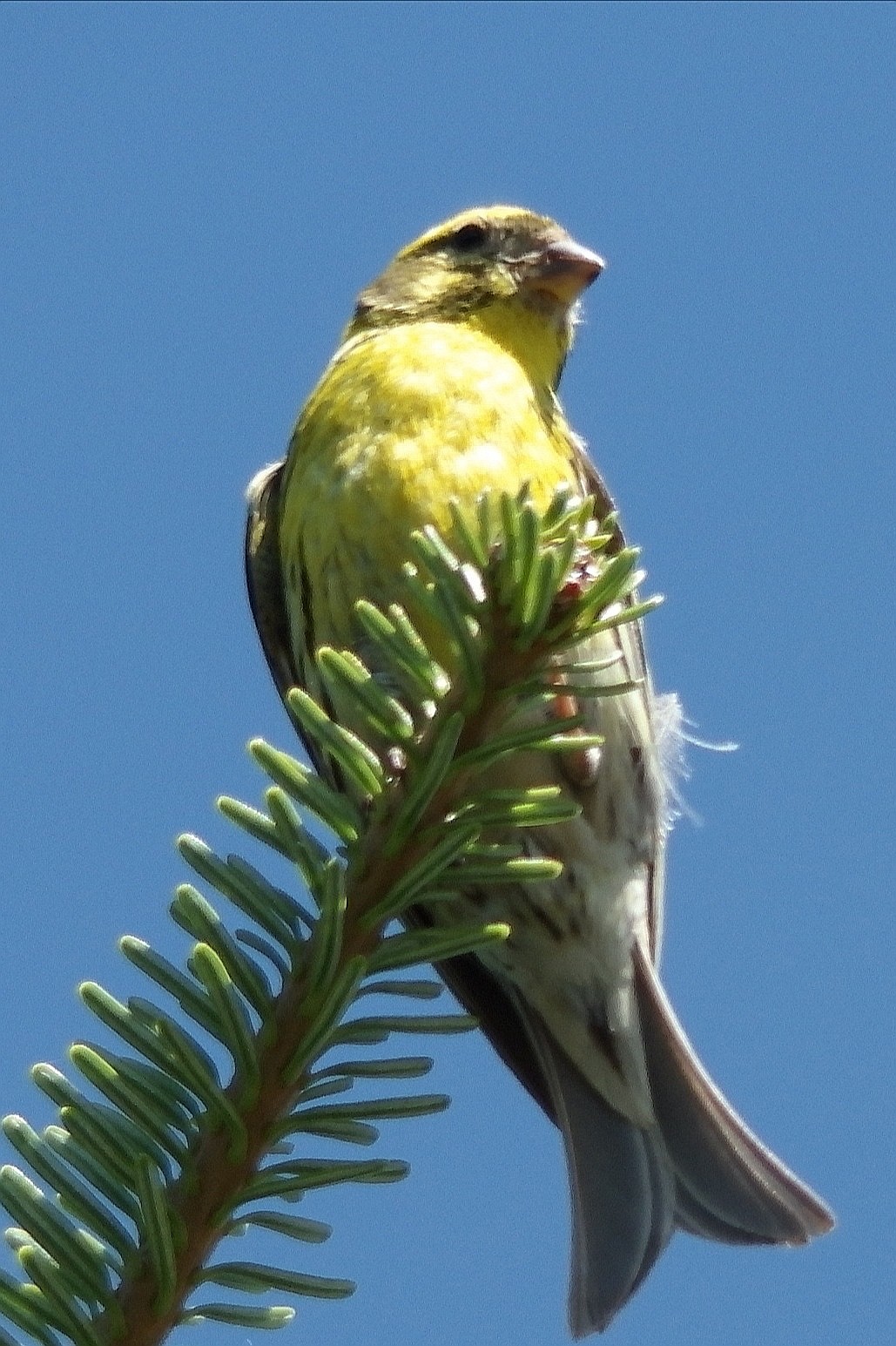 livebirdspoland_1b58b5e7714fedaaba9a41fe272e926f.jpg