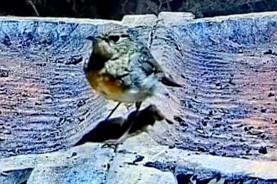 livebirdspoland_fef6b52b63cd09345af3907c34b84e3d.jpg