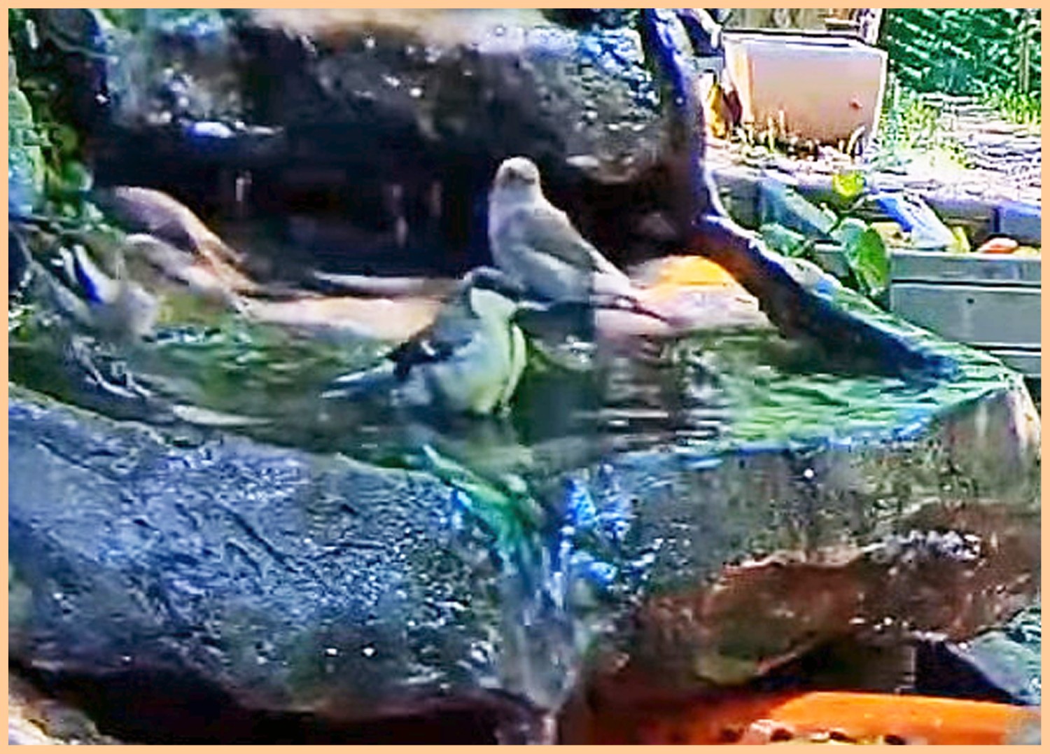 livebirdspoland_fdca6b10b55c77f2eee0d142c9a9f1e2.jpg