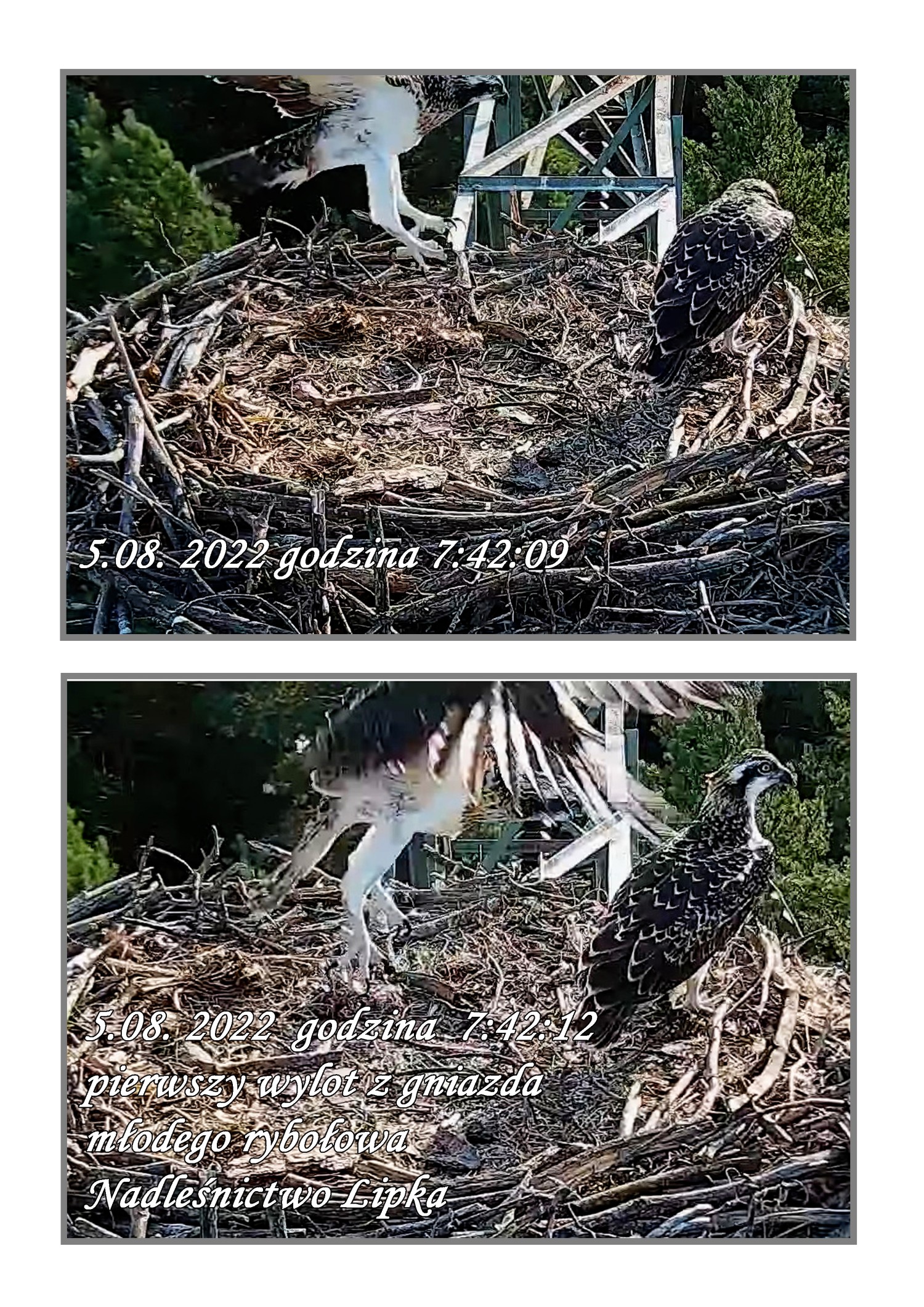 livebirdspoland_f4376903ee07880b858e1ba23d4e09eb.jpg