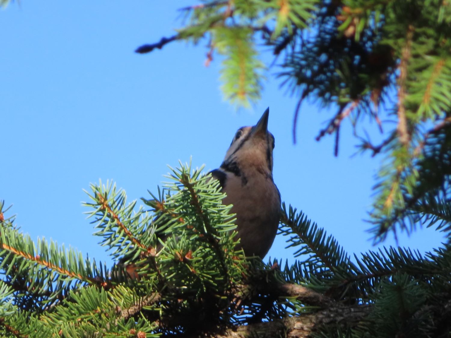 livebirdspoland_670dd239f53c4952bc9198e55d765ba6.jpg
