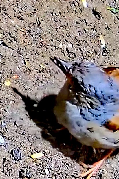 livebirdspoland_3f011dbd1bdcc5f751090ff9febc0b50.jpg