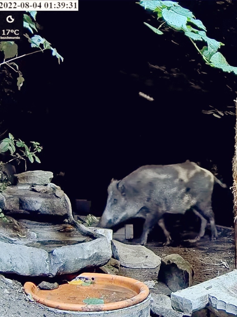 livebirdspoland_e209633836046c3373a9dcccc8d58f55.jpg