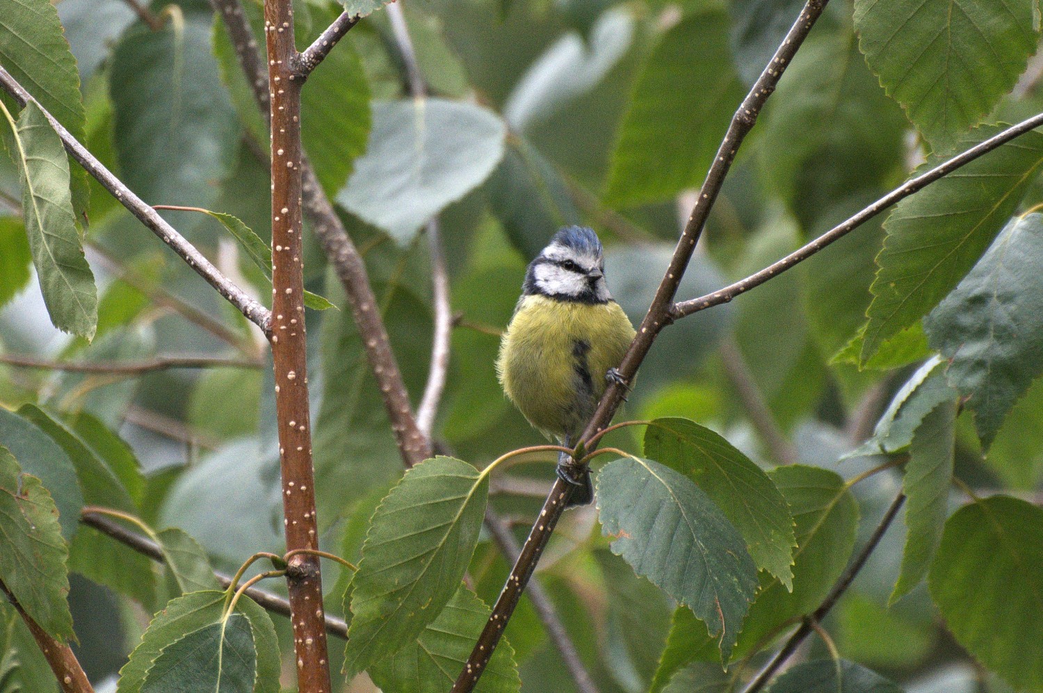 livebirdspoland_8849823c9810027ba3817d5e8c1fef9c.jpg