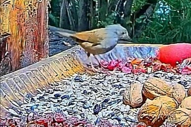 livebirdspoland_5d4cdd49c2dce8ecc89ec03925523ed5.jpg