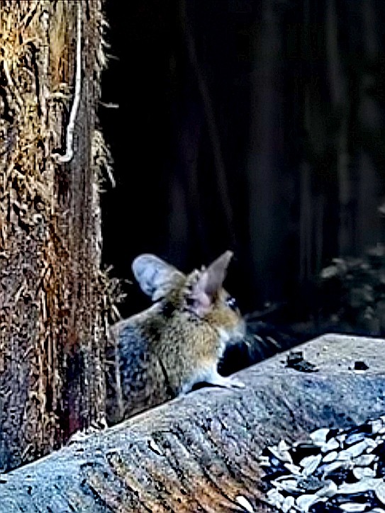 livebirdspoland_b4e2f2940ae3f950c33dc06d06bab73d.jpg