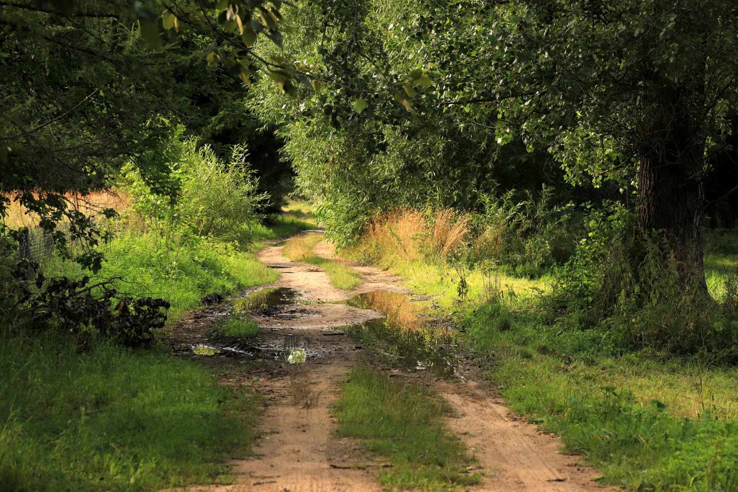 livebirdspoland_25334b832d66a12684128a10966fdef3.png
