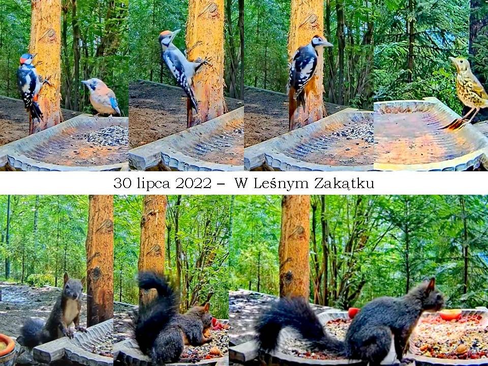 livebirdspoland_1fb8ff1d7e47224ac945940236860308.jpg