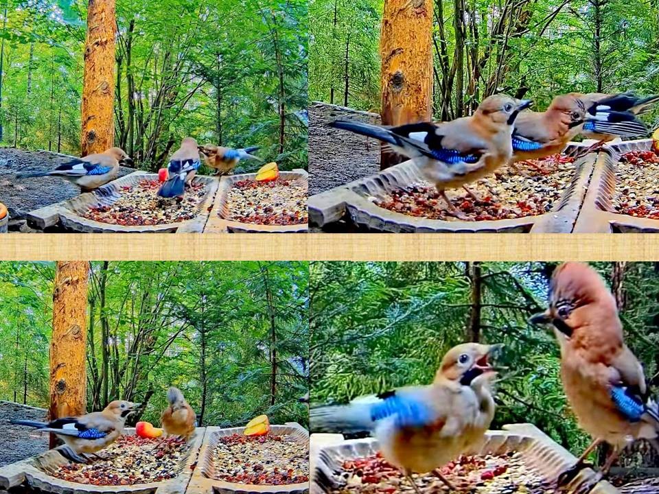 livebirdspoland_a2efab3d5e1301aa4f8049afd1ee5d03.jpg
