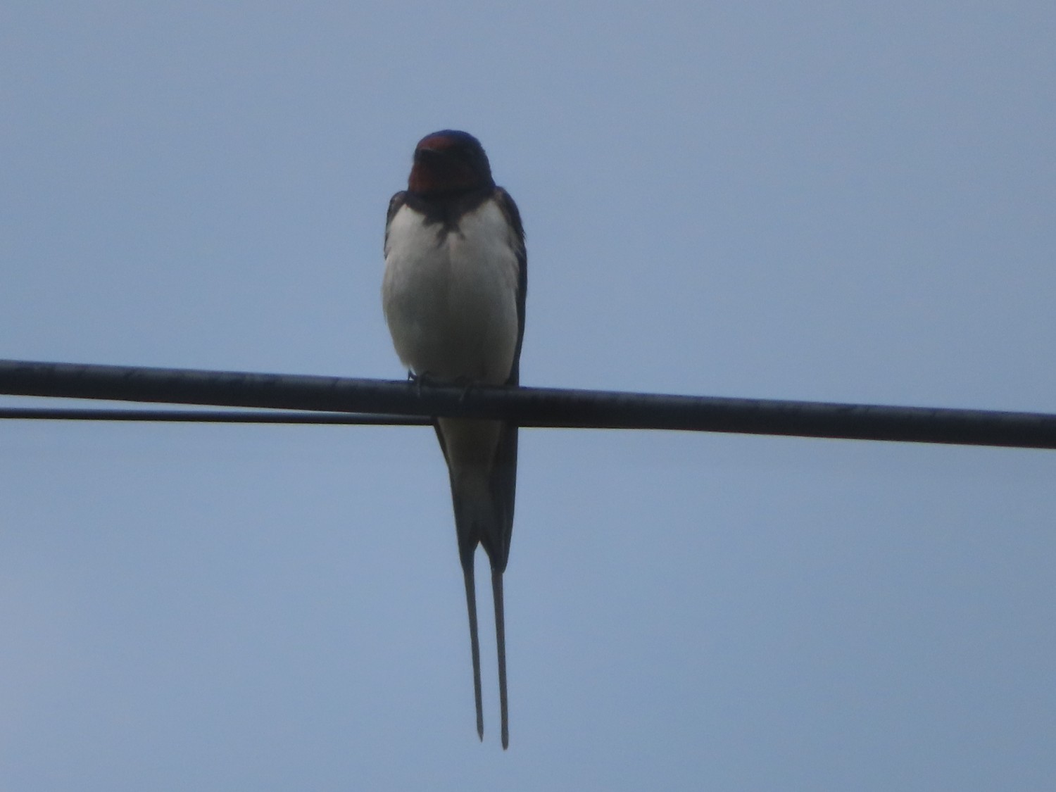 livebirdspoland_ec8e789f949f9c4912d7cdb432a23658.jpg