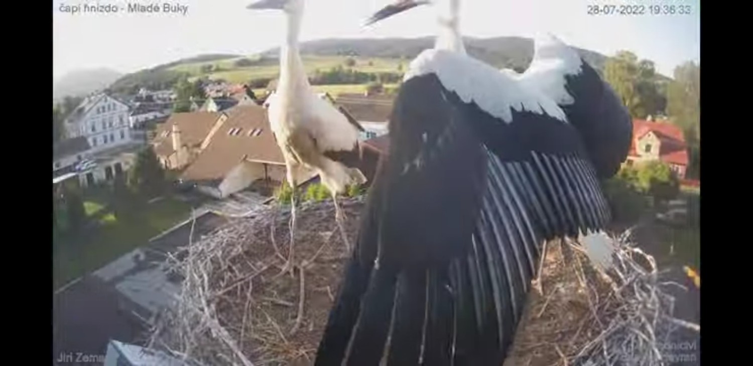livebirdspoland_cb95fe132cc79ff35c170a30e931265d.jpg