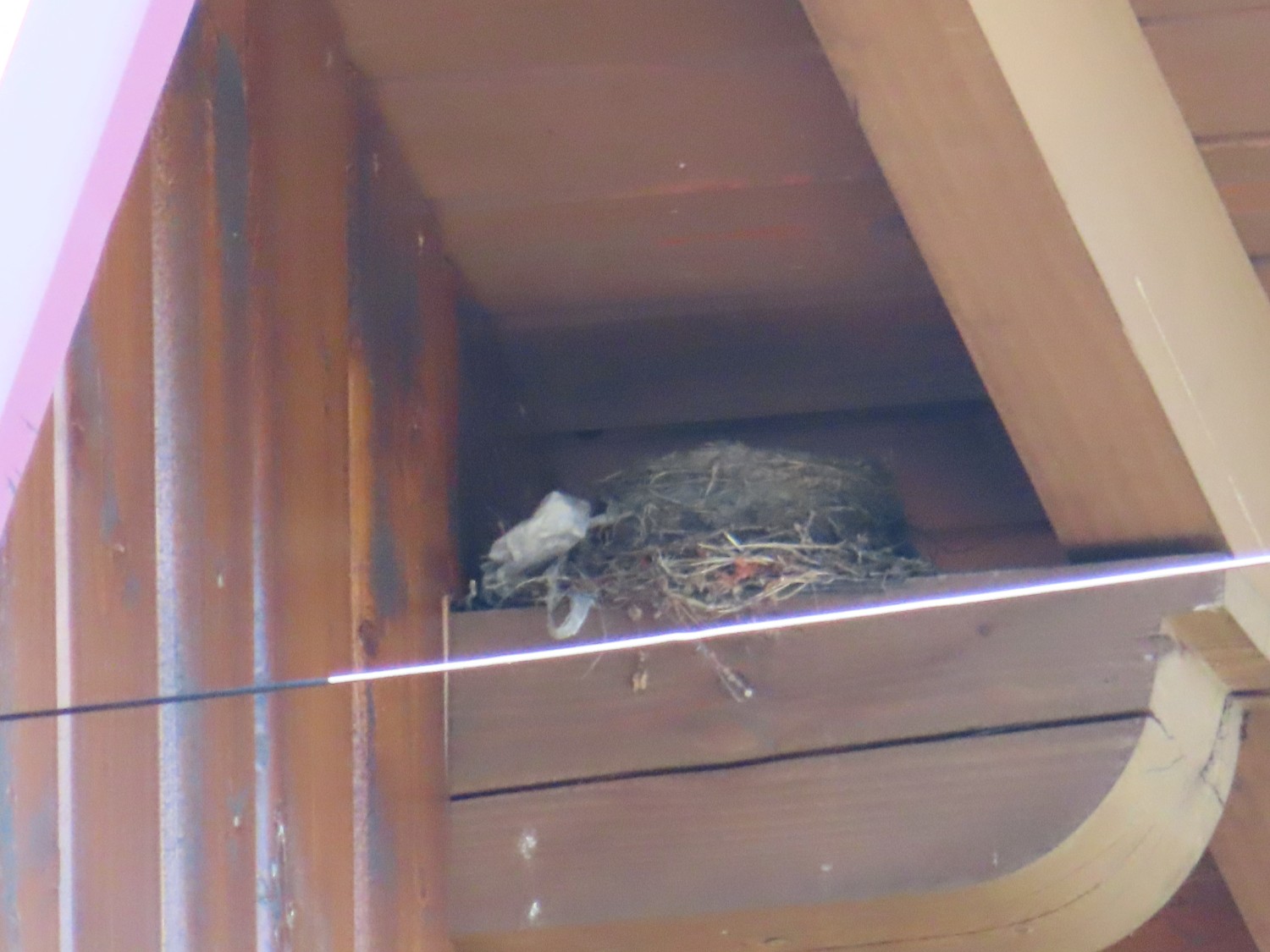 livebirdspoland_ec939f051bd1ada20e804b883571aa81.jpg