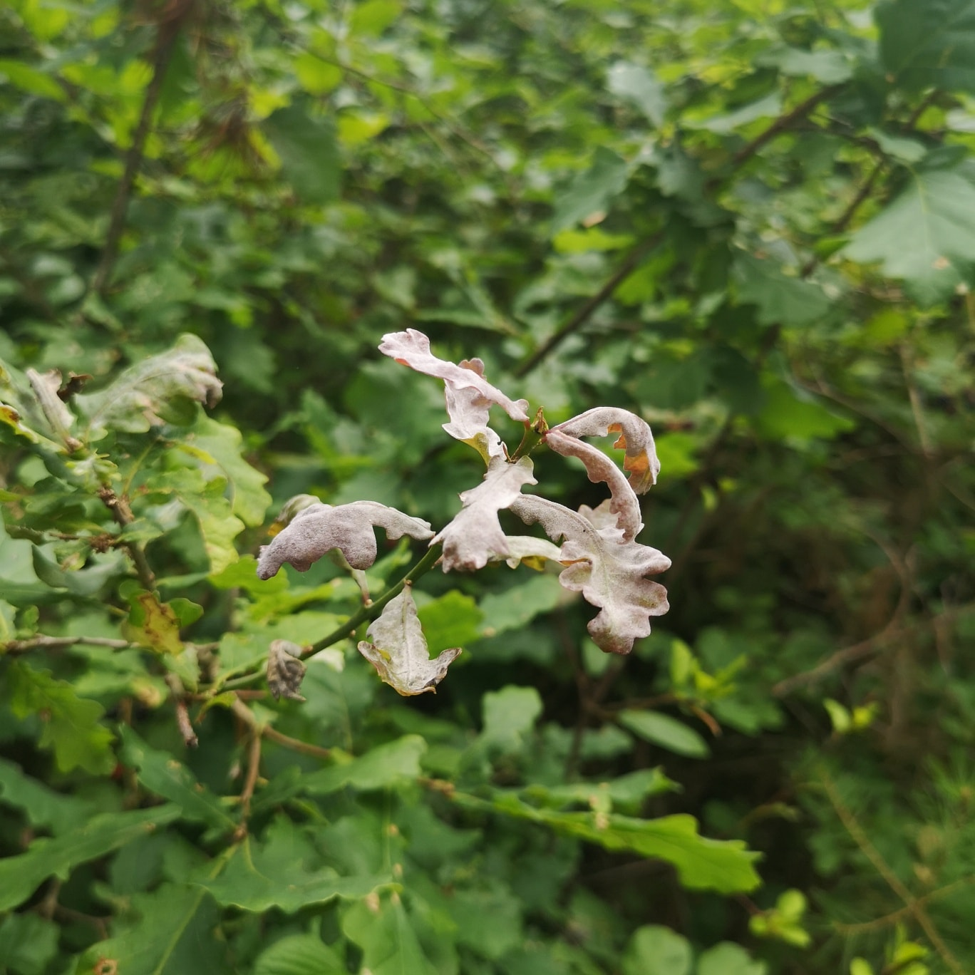 livebirdspoland_0727a21830983f26e923c9228ffd8f77.png