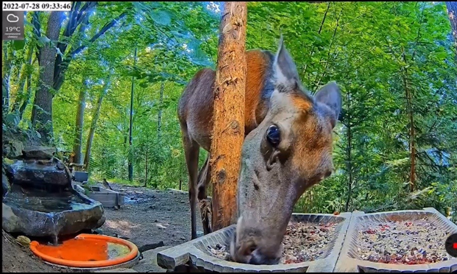 livebirdspoland_9d989c425882e462892ce695d4dccf91.jpg