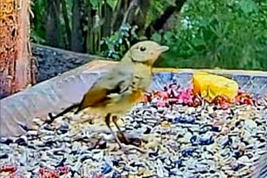 livebirdspoland_275231e9a75196abda6793da603bd962.jpg
