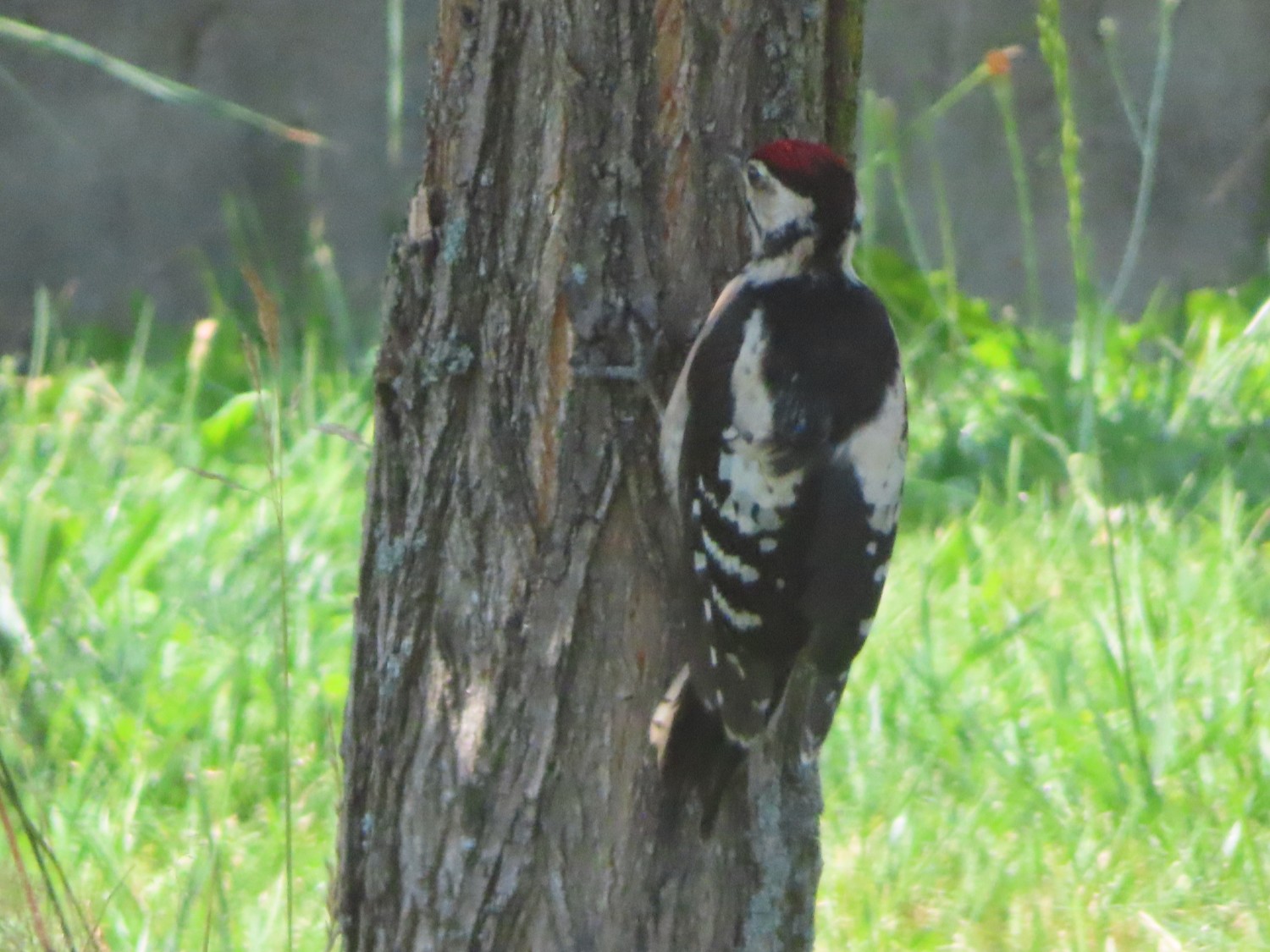 livebirdspoland_40f4b5a8ece201feffe48831775041a8.jpg