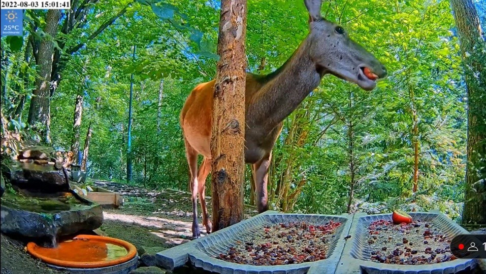 livebirdspoland_947e62ae734af1fb03793505d8646c8f.jpg
