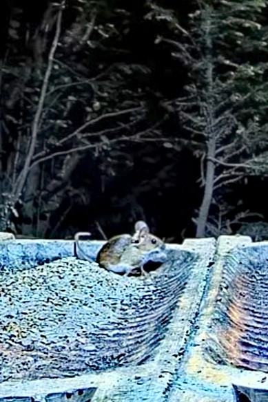 livebirdspoland_5b8ba70f26efb4280cbe768fd4d97b17.jpg