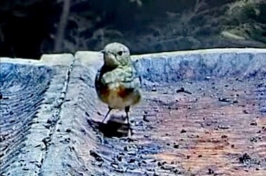 livebirdspoland_45db0f6d9e8f98c7edc3964796c4dc6f.jpg