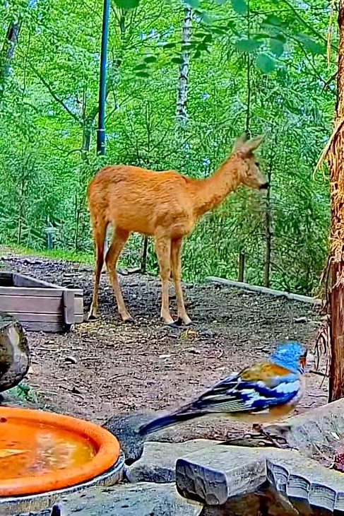 livebirdspoland_ec43c212aefb6d9f994e034c14c03b2b.jpg