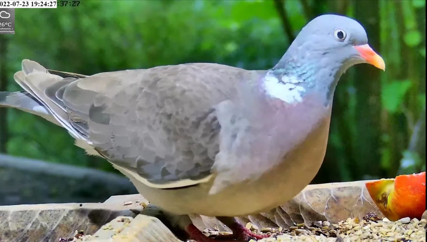 livebirdspoland_1f0e9e11ab645938fe57bedf1242f0ed.jpg