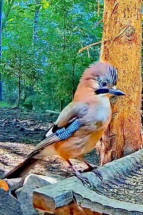 livebirdspoland_6d75bd9283d27b07806656b4399f712c.jpg