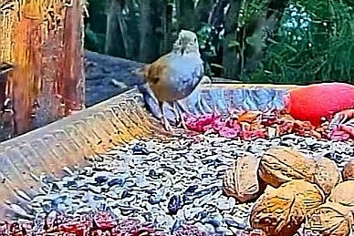 livebirdspoland_dbea239dffbe0631972b4cb612aaff05.jpg
