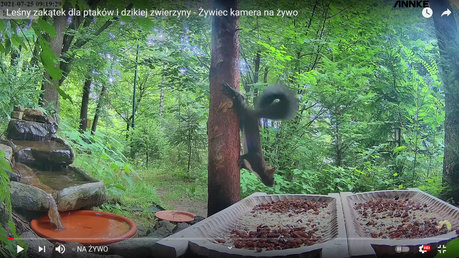 livebirdspoland_c7425d13c78f256a9d007ed68849f028.png