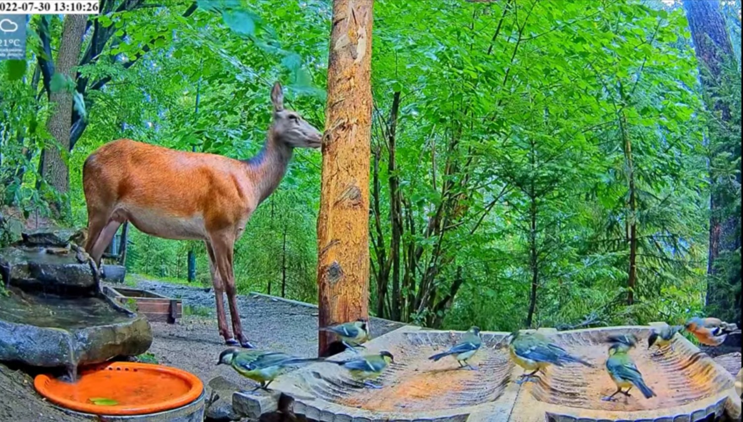 livebirdspoland_a28192b655073ac1780e5e4d8225b074.jpg