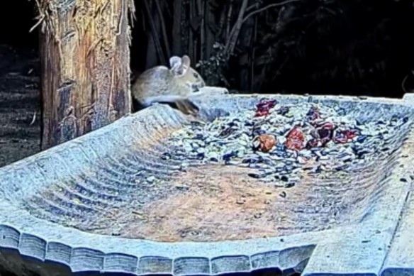 livebirdspoland_5b83fe52b0653133d69b0e27de72f154.jpg