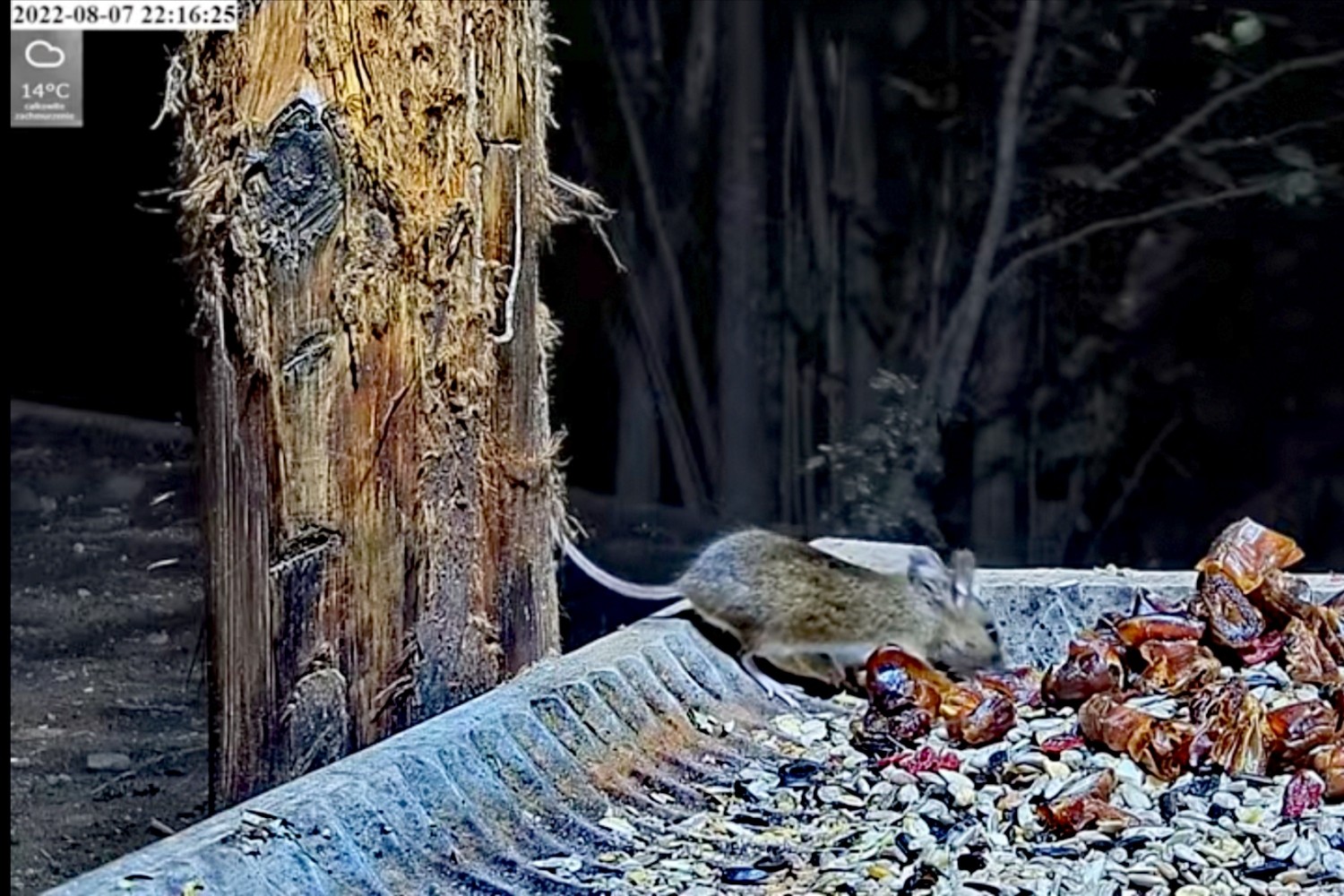 livebirdspoland_2f863b07483e5d331813c2573f9c352d.jpg