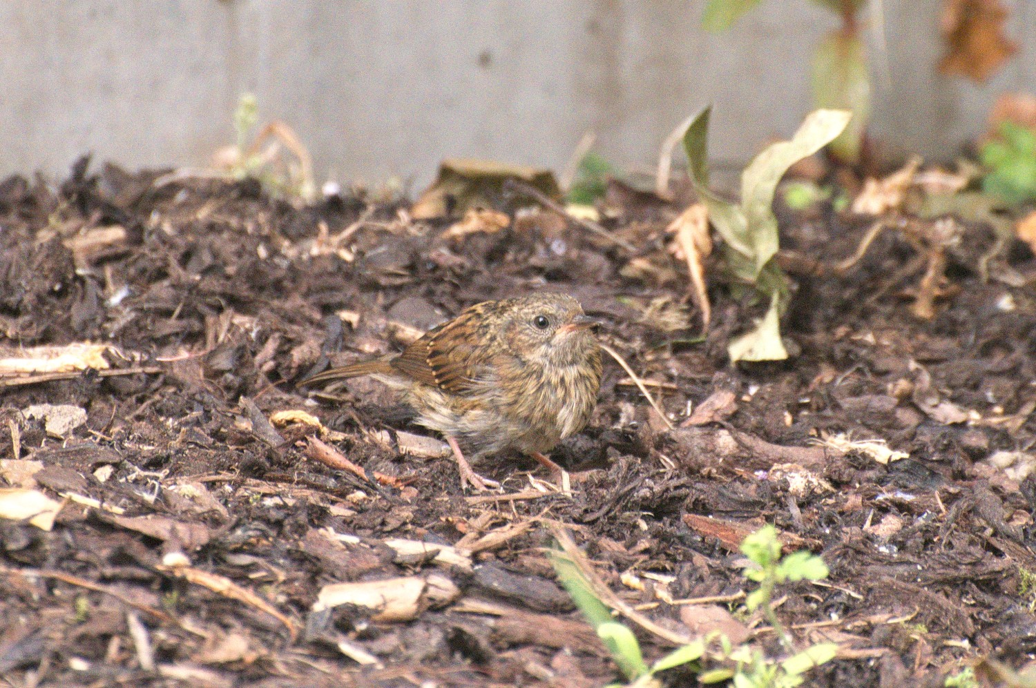 livebirdspoland_1b0360329d2183584b264a858340bb0b.jpg