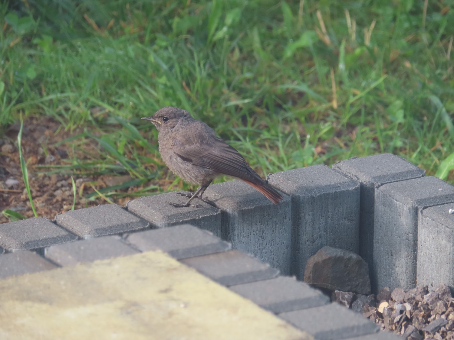 livebirdspoland_e18d9471082a7c57d6922eb9c0901f2d.jpg