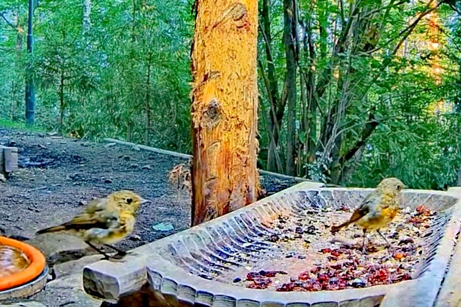 livebirdspoland_bfe2232557c93ab828e88bb60699bb24.jpg
