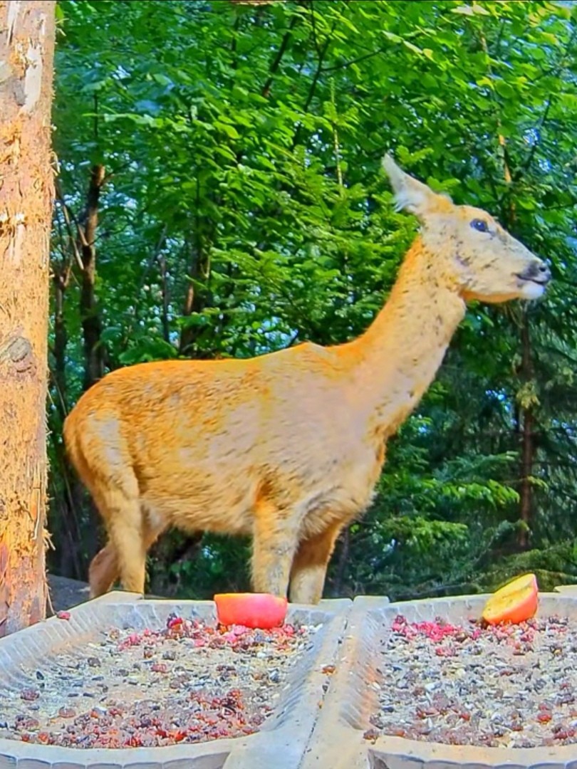 livebirdspoland_8e421c10a3e777510964b0c39c513905.jpg