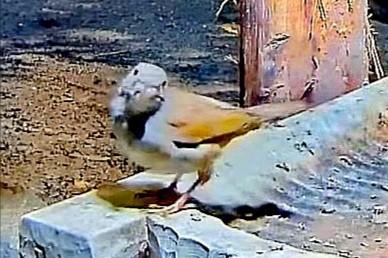 livebirdspoland_d68e049035fd136da0afdd1a85b18d2f.jpg