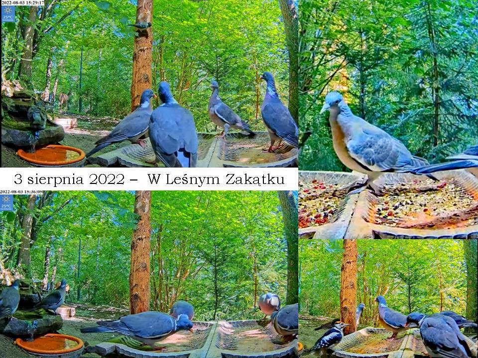 livebirdspoland_9c4fb769d6bf71f341563c63ea29bb9b.jpg