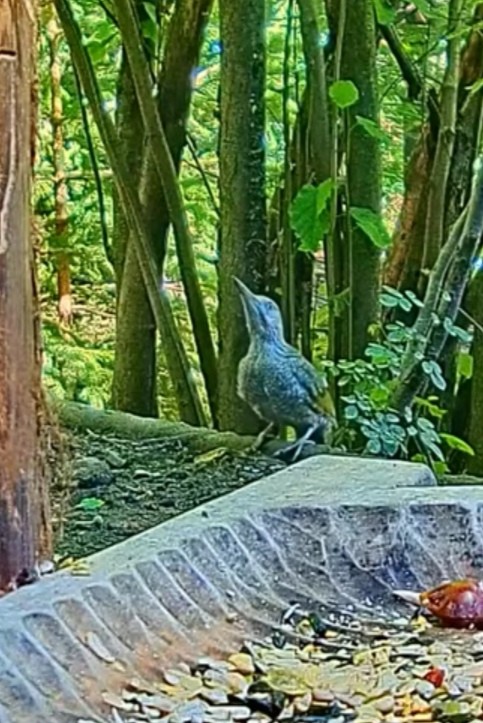 livebirdspoland_964ef80610830fc1e97d5442d7927d60.jpg