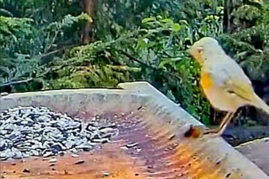livebirdspoland_0cc9859eaccfbc9b99baa5d5b921958f.jpg