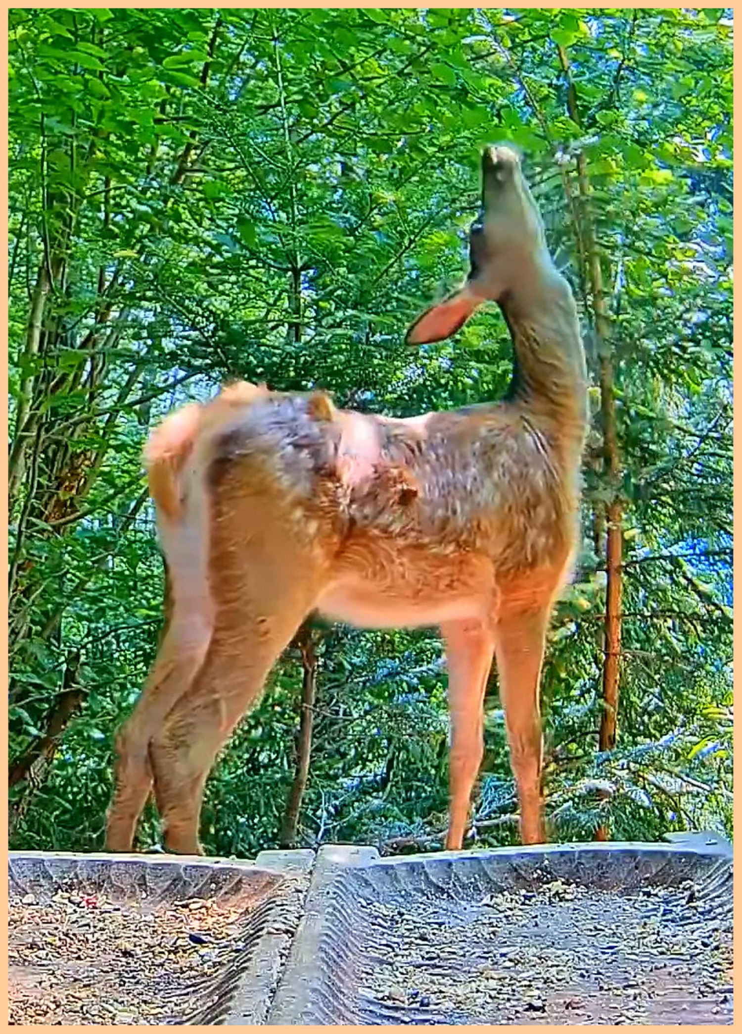 livebirdspoland_5ed9ef2d91b1c1f5367fa62758417d60.jpg